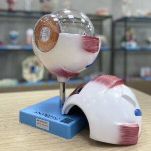 Modelos Anatomicos