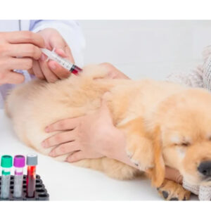 Curso de Coleta de Sangue e Vias de Administração em Cães e Gatos