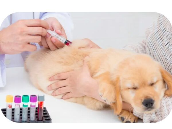 Curso de Coleta de Sangue e Vias de Administração em Cães e Gatos