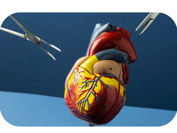 Imersão em Anatomia Cardíaca: Da Teoria à Dissecção Guiada
