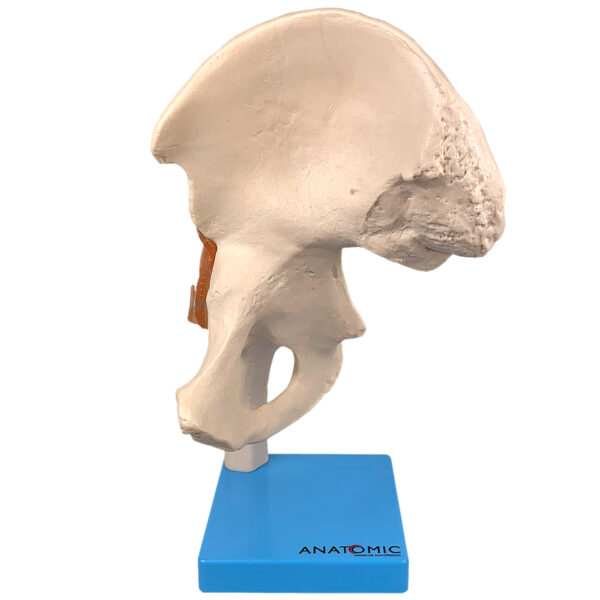 Articulação do Quadril com Ligamentos - Imagem 3