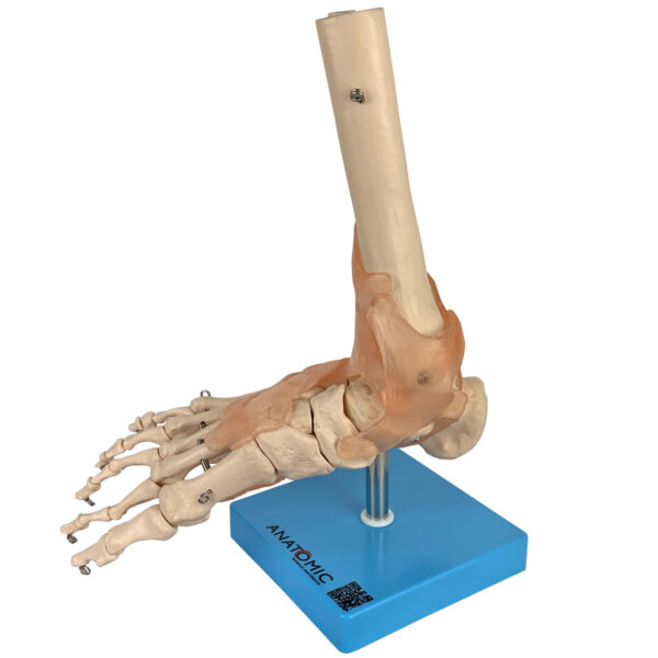 Articulação do Pé com Ligamentos - Imagem 2