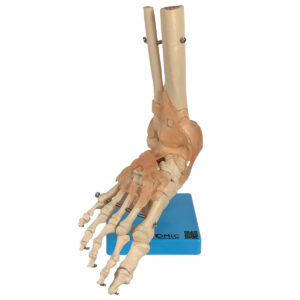 Articulação do Pé com Ligamentos