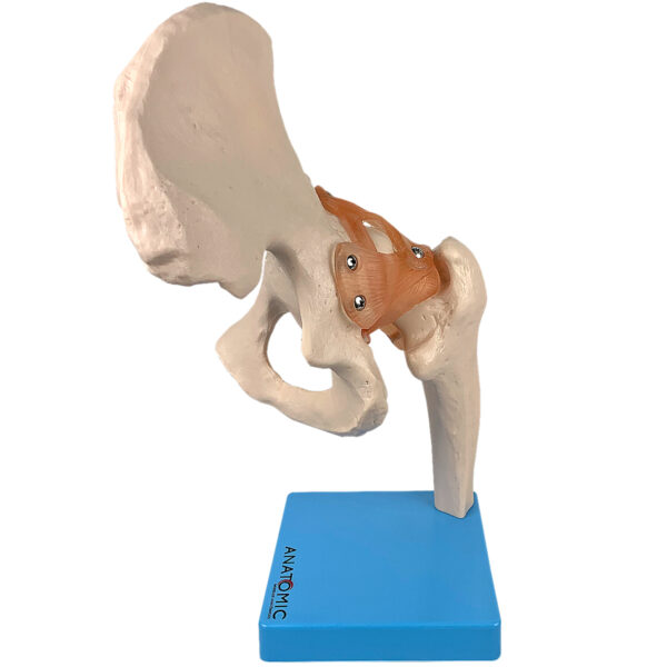 Articulação do Quadril com Ligamentos - Imagem 2