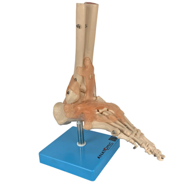 Articulação do Pé com Ligamentos - Imagem 3
