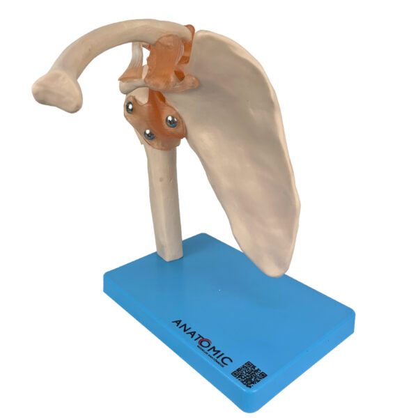 Articulação do Ombro com Ligamentos - Imagem 2