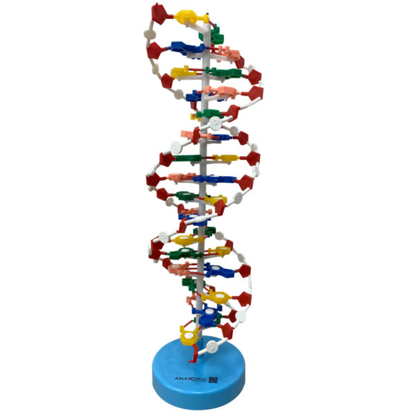 Dupla Hélice de DNA