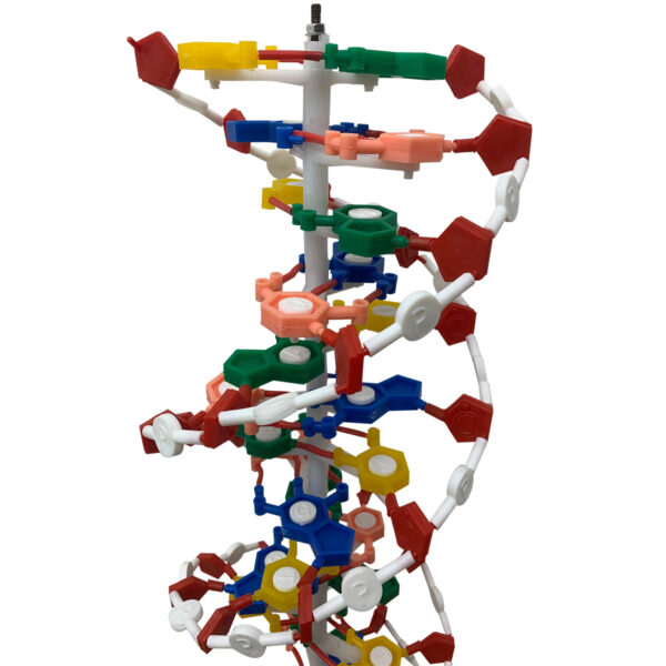 Dupla Hélice de DNA - Imagem 2