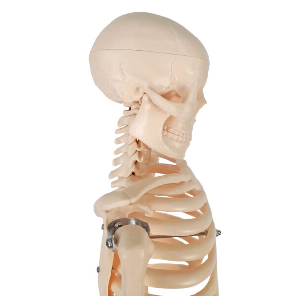 Esqueleto de 85cm - Imagem 9