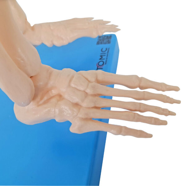 Esqueleto de 85cm - Imagem 10