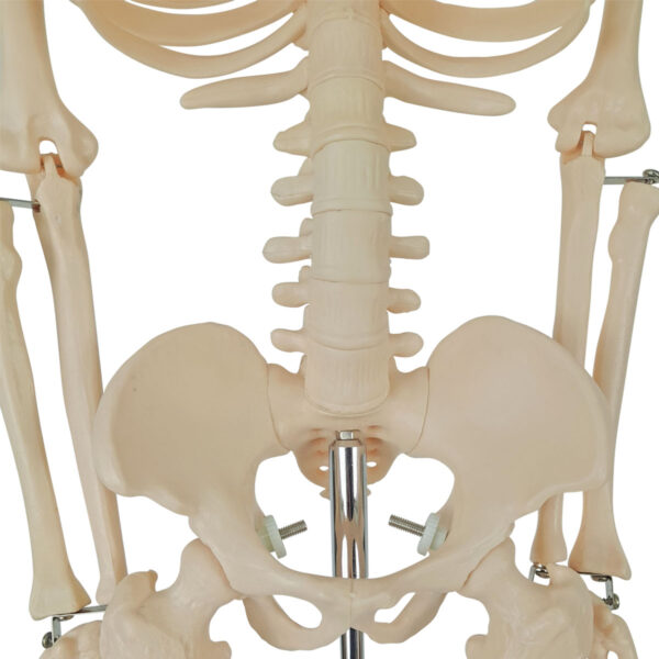 Esqueleto de 85cm - Imagem 12