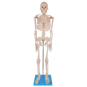 Esqueleto de 85cm
