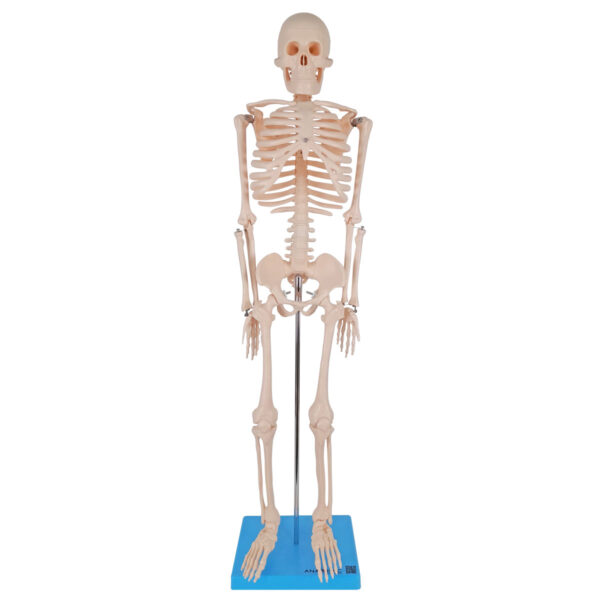 Esqueleto de 85cm