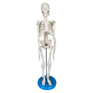 Esqueleto de 45 cm