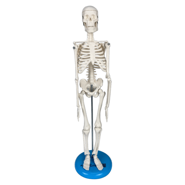Esqueleto de 45 cm