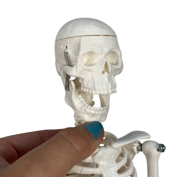 Esqueleto de 45 cm - Imagem 2