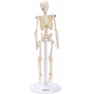 Esqueleto de 20 cm