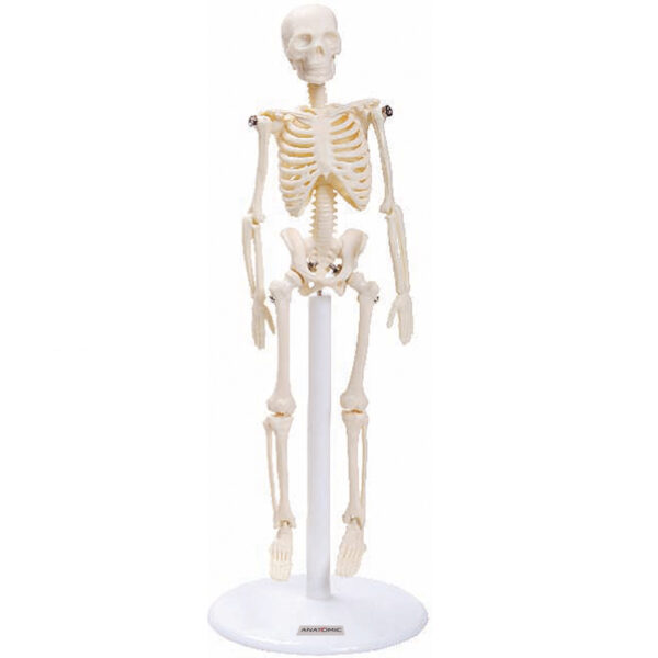 Esqueleto de 20 cm