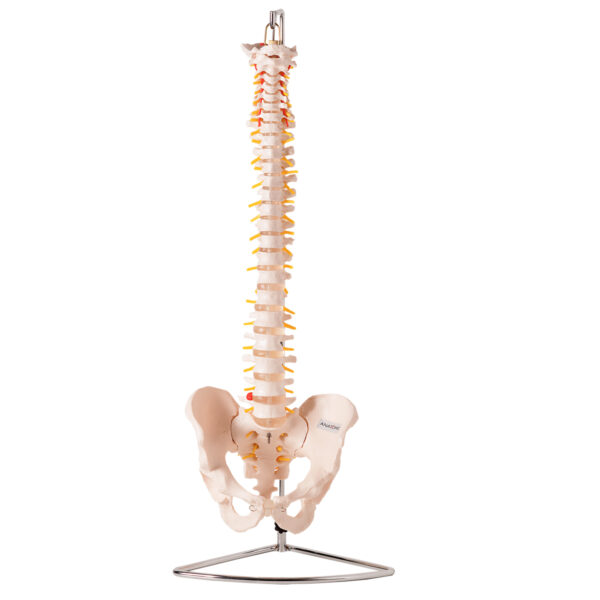 Coluna Vertebral Flexível, em Tamanho Natural