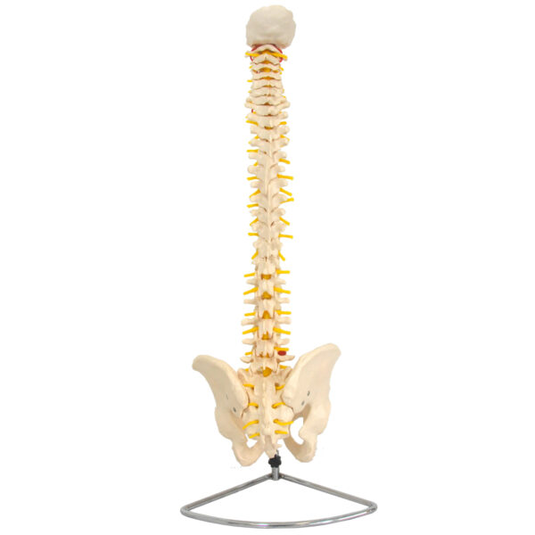Coluna Vertebral Flexível, em Tamanho Natural - Imagem 2
