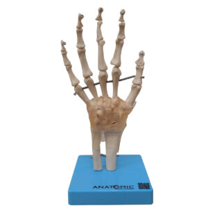 Articulação da Mão com Ligamentos