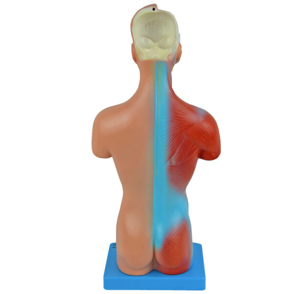 Torso de 45cm, Bissexual / Assexuado, com Coluna Exposta, em 25 Partes - Imagem 2