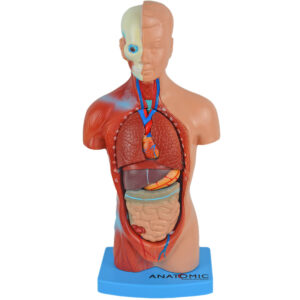 Torso de 45cm, Bissexual / Assexuado, com Coluna Exposta, em 25 Partes