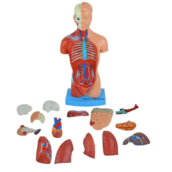 Torso de 45cm, Bissexual / Assexuado, com Coluna Exposta, em 25 Partes - Imagem 3