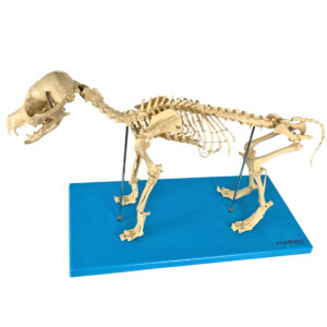 Esqueleto de Cachorro, em Resina