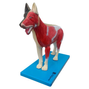 Anatomia do Cachorro