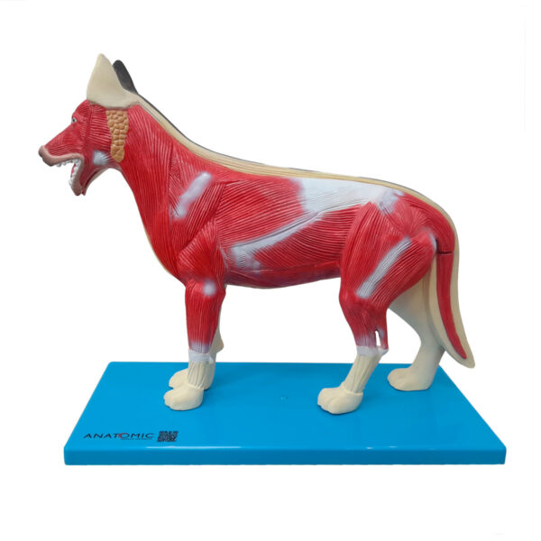 Anatomia do Cachorro - Imagem 2