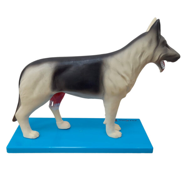 Anatomia do Cachorro - Imagem 3