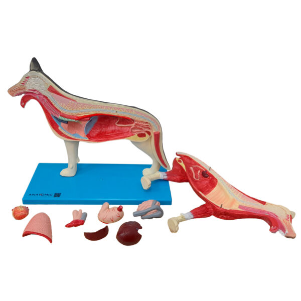 Anatomia do Cachorro - Imagem 4
