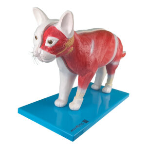 Anatomia do Gato
