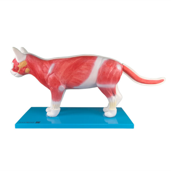 Anatomia do Gato - Imagem 2