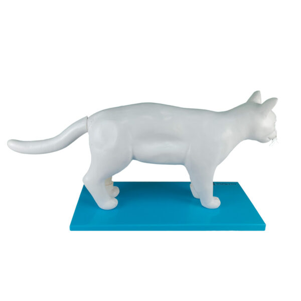 Anatomia do Gato - Imagem 3