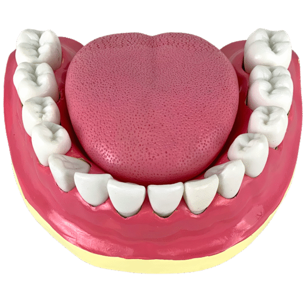 Dentição com Todos os Dentes Removíveis - Imagem 2