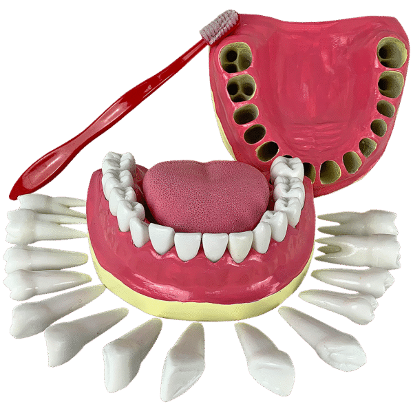 Dentição com Todos os Dentes Removíveis