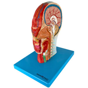 Metade da Cabeça com Musculatura, em Corte Sagital