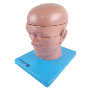 Cabeça em Disco, Corte Axial, em 5 Partes