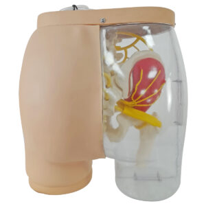 Simulador para Treino de Injeção Intramuscular no Glúteo, com Visualização da Estrutura Interna e Dispositivo de Sinalização de Advertência