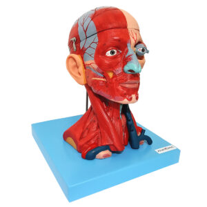 Cabeça Muscular com Cérebro, em 10 Partes