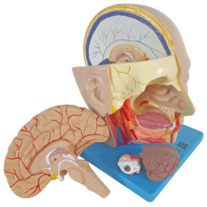 Cabeça, em 4 Partes